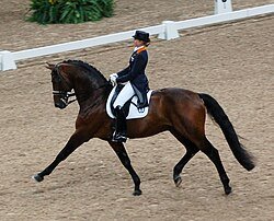 How to Bid for 2026 USEF Grand Prix Dressage National Championship