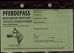 Elite Horses’ Intricate Air Travel for Prestigious Competitions