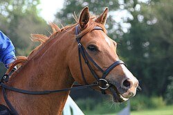 Balancing Tradition and Welfare: The Future of Equestrian Sport Ethics