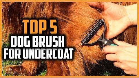 Best Dog Brushes for Every Coat Type in 2024