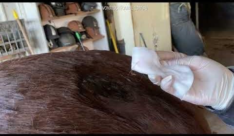 Revolutionary Injectable Treatment for Equine Gastric Disease Unveiled