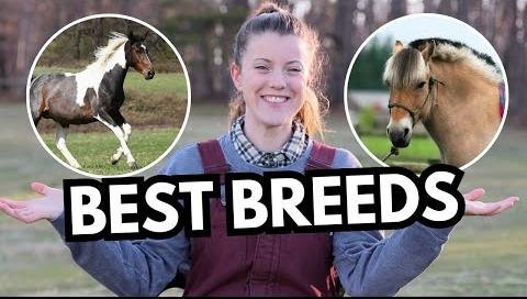 Best Horse Breeds for Beginner Riders: Safety and Temperament
