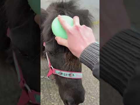 Clare Poole’s Equestrian Success Through Meticulous Care