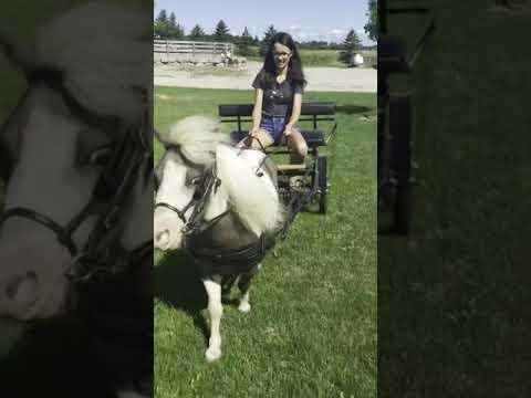 Horseyard.com.au Showcases Diverse Miniature Horses for Sale