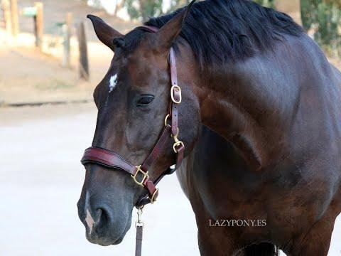 Premium Leather Halters: Essential Elegance for Equestrian Enthusiasts