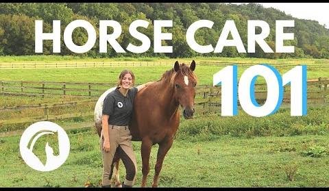 Essential Horse Care Guide: Preparing for Equine Ownership
