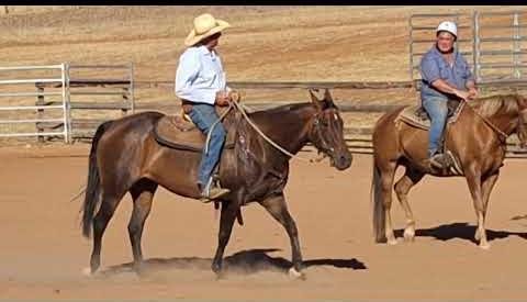 Veteran Horse Trainer Bill Willoughby: A Lifelong Equestrian Journey